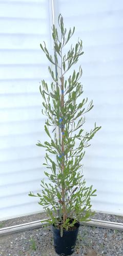 シマトネリコ 株立ち 約1.7m 大株植木苗木 シンボルツリー