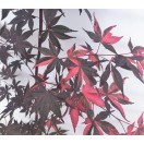 紅葉を楽しむ木
