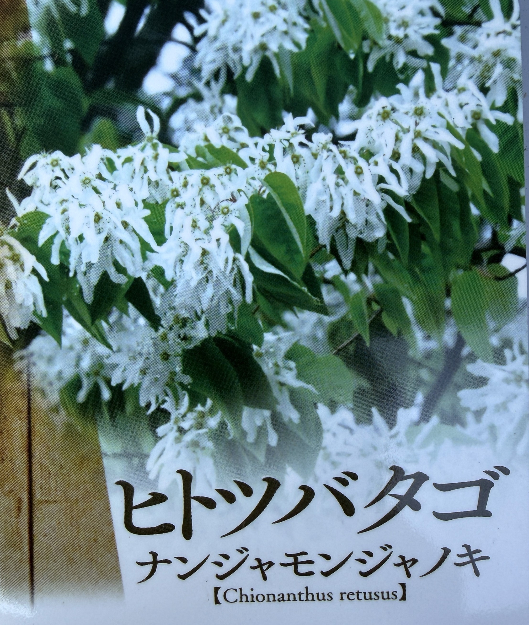 常緑ヤマボウシ 月光 約2m 1本株 大株苗木 お買得なおまかせ株