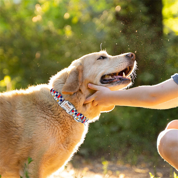 犬 首輪 カラー チェーン 犬用 首輪 軽い 中型犬 大型犬 超大型犬 小型犬 おしゃれ 痛くない ソフトパッド メッシュ 丈夫 送料無料