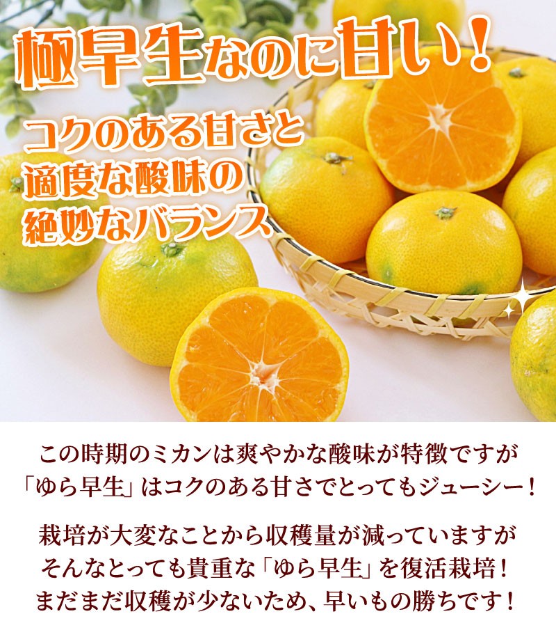 10月下旬出荷予定】静岡県産 ゆら早生 みかん 5kg エレ・ミカン 極早生