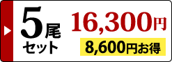 5尾