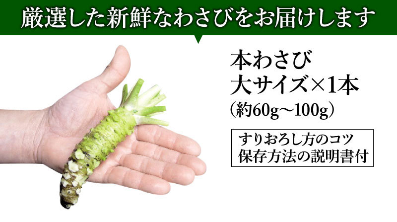 わさび栽培発祥の地「有東木」の本わさび 大サイズ1本（60g〜100g