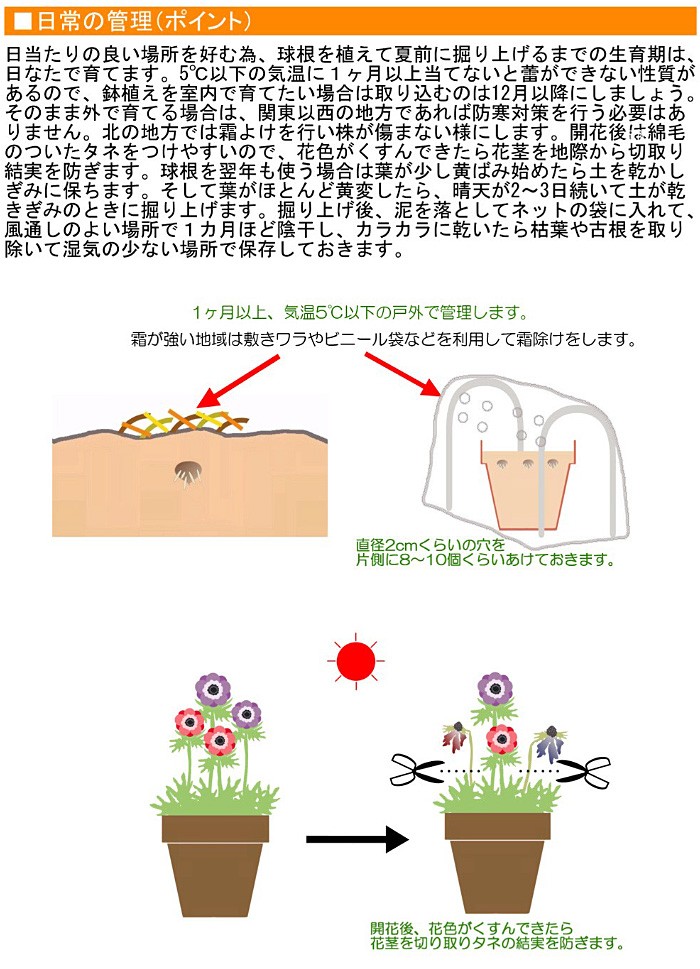 大郷屋 アネモネの育て方 球根植物の育て方 Yahoo ショッピング