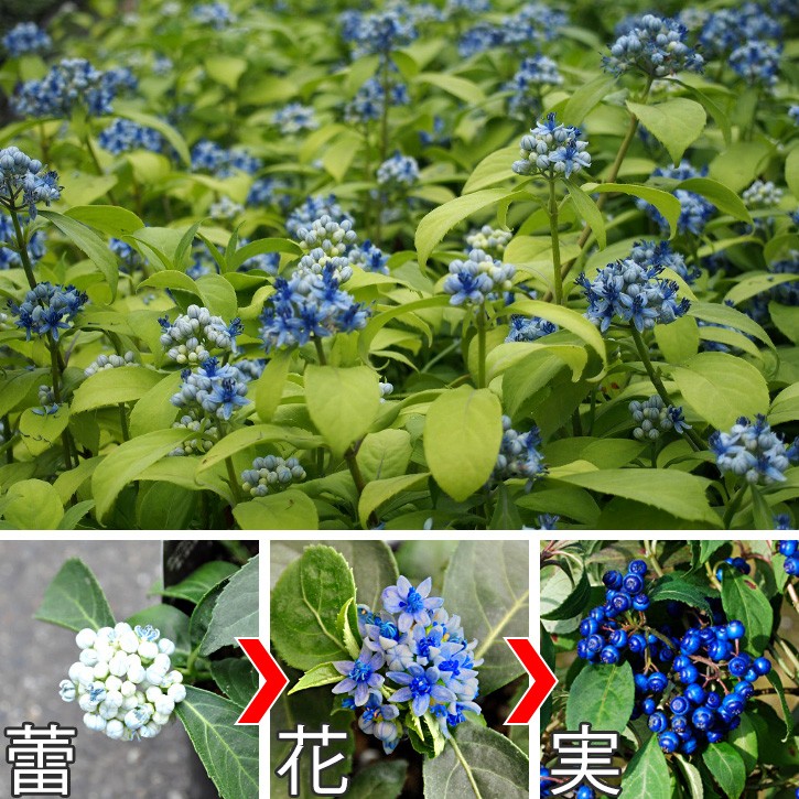 常緑あじさい 薄青の花に光沢ある瑠璃色の実 【常山アジサイ】 碧の瞳（アオノヒトミ）