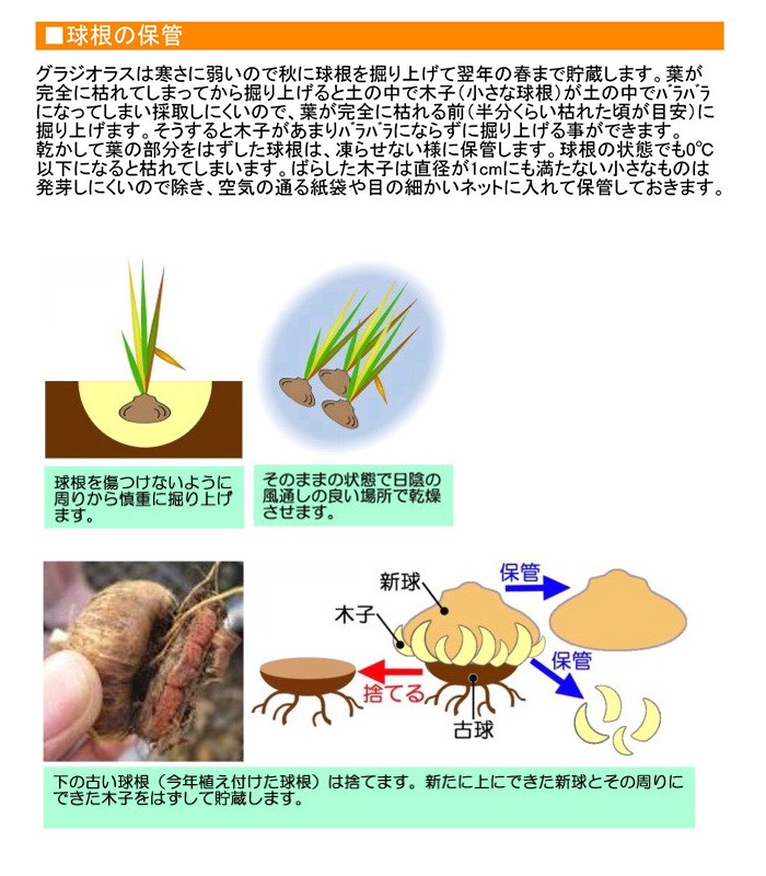 大郷屋 グラジオラスの育て方 球根植物の育て方 Yahoo ショッピング