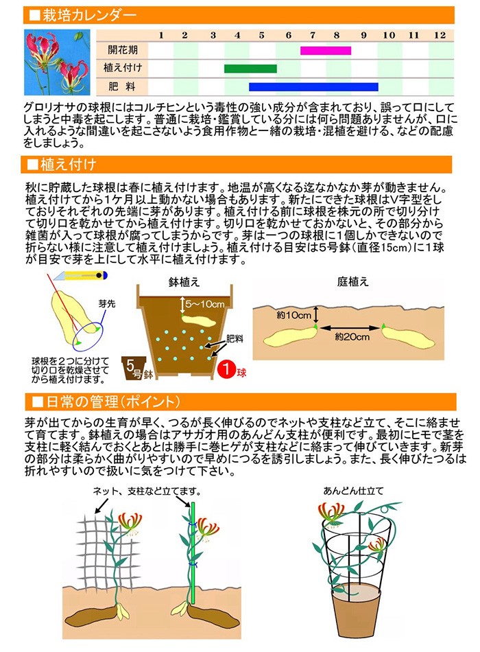 大郷屋 グロリオサの育て方 球根植物の育て方 Yahoo ショッピング