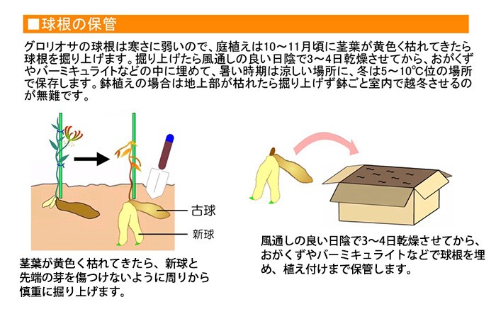 大郷屋 グロリオサの育て方 球根植物の育て方 Yahoo ショッピング
