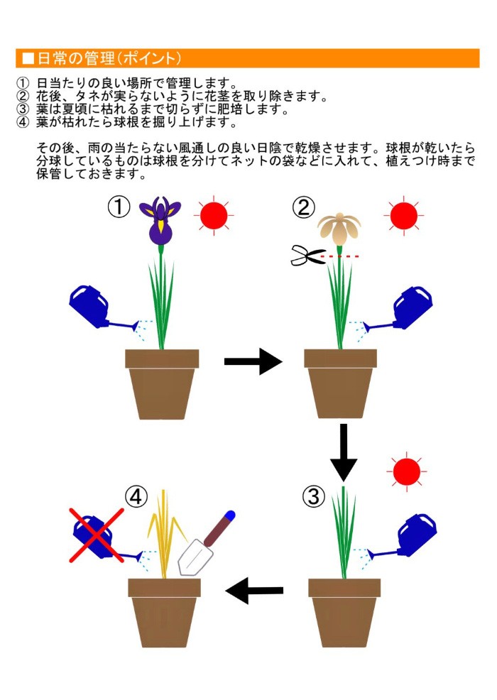 大郷屋 アイリスの育て方 球根植物の育て方 Yahoo ショッピング