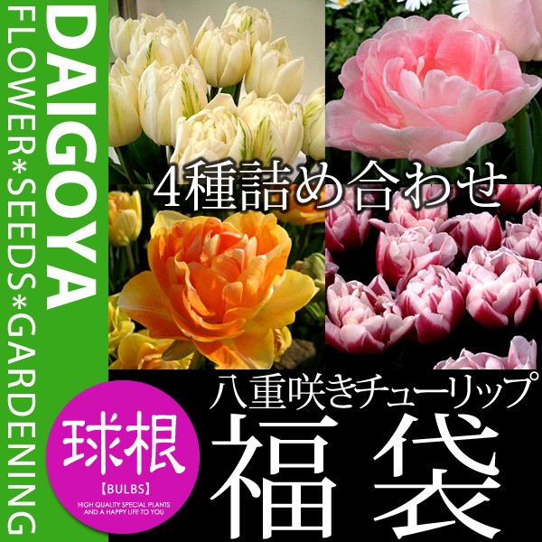 チューリップ 八重咲き混合（4種混合）【球根】4球入り袋詰め