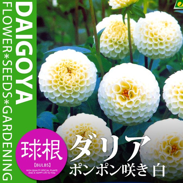 ガーデンダリア　ポンポン咲き　白【球根】1球入り袋詰め_春植え_球根