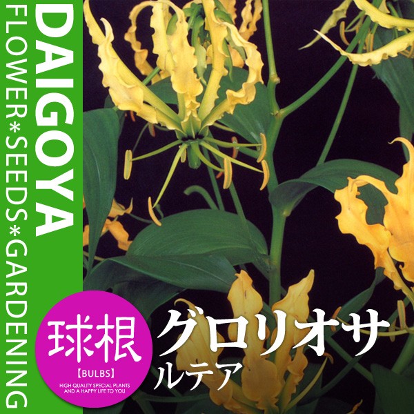 グロリオサ ルテア（黄）【球根】1球入り袋詰め_春植え_球根 : 大郷屋