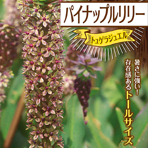 パイナップルリリー トゥゲラジュエル【球根】 春植え球根 1球 袋詰め