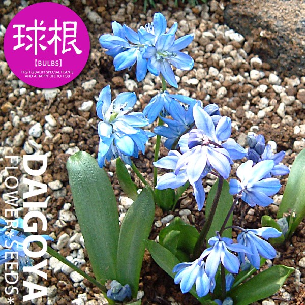 レンゲショウマ苗&シラー・シビリカブルー/6球 シラー シビリカ（紫）【球根】6球_シラー_秋植え_球根 : 大郷屋