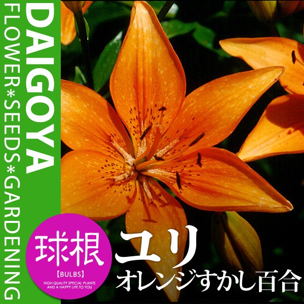 オレンジっぽい赤の百合球 ユリ 球根 オリエンタルリリー 大球