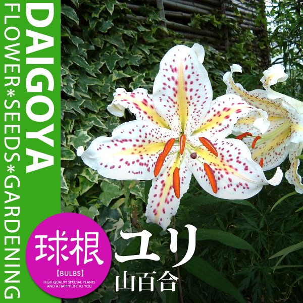 ユリ 選抜 山百合 （オーラタムゴールドバンド）（白）【球根】1球入り 