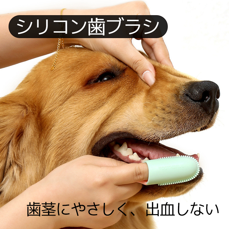 犬歯ブラシ