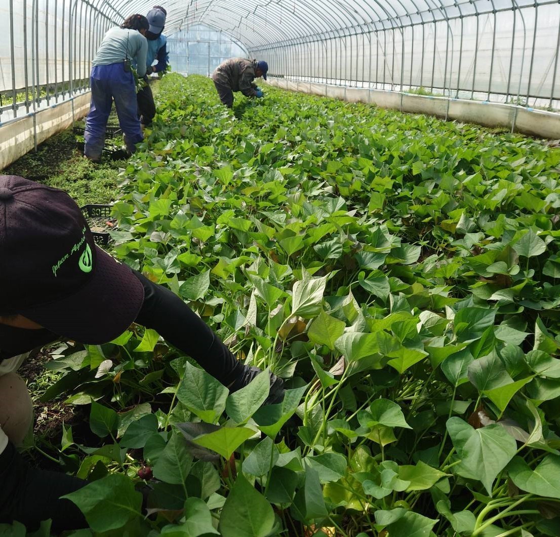 令和7年度 切り苗受付中 ウィルスフリー苗 鳴門金時苗20本
