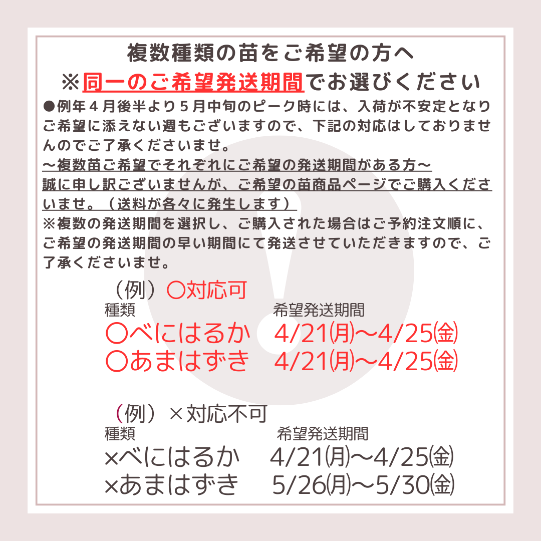 令和7年度 切り苗 予約受付中 登録品種（PVP）ウィルスフリー苗