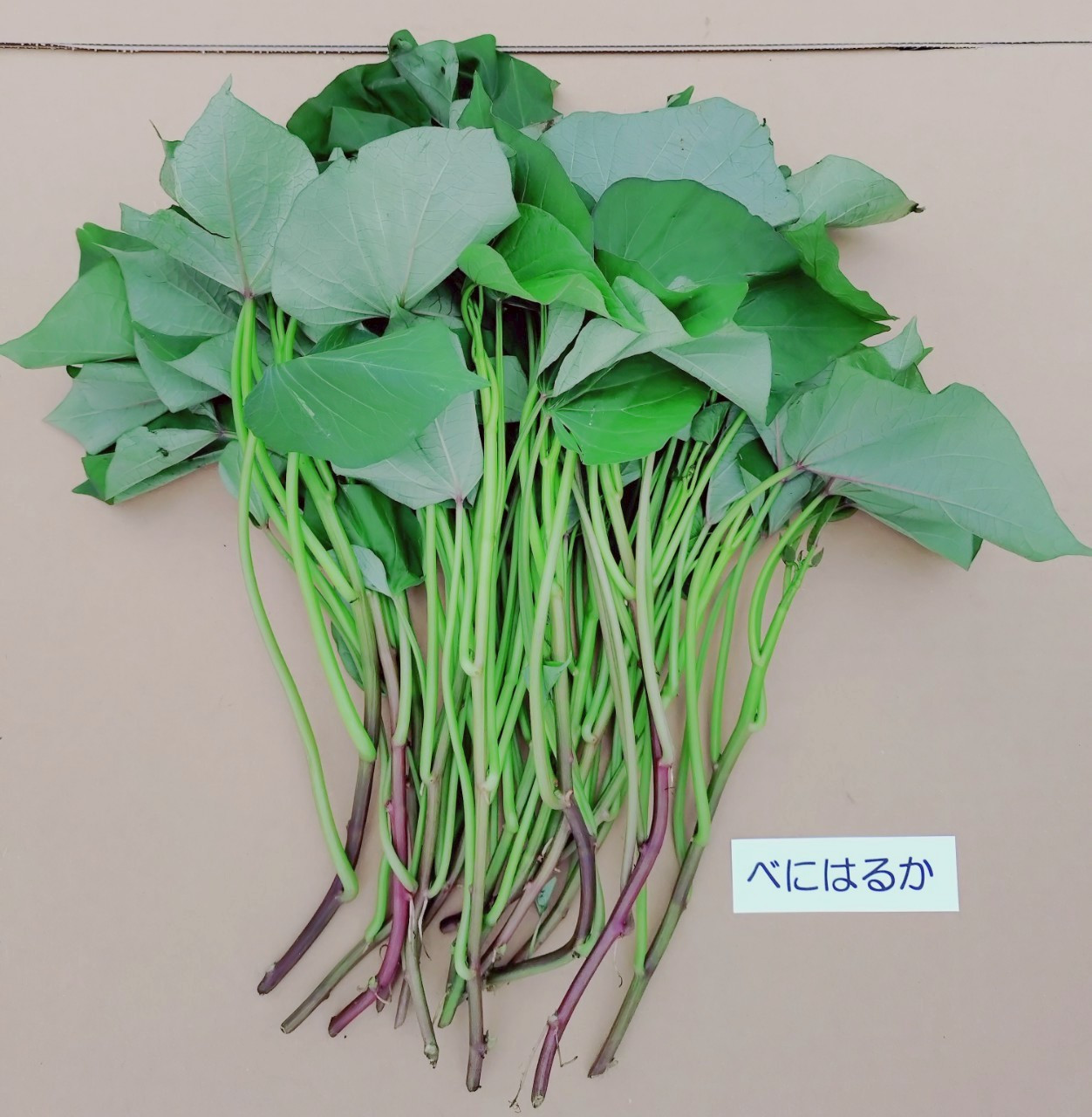 Amazon.co.jp: 紅はるか切苗（さつまいも苗）100本セット : DIY