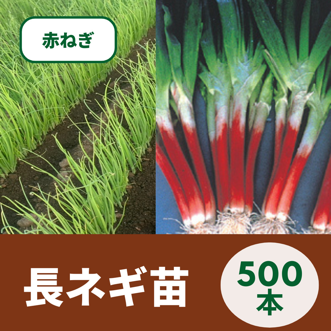 京都府産 九条ネギ苗 500本 家庭菜園や畑に！甘くて柔らか 京都府産 無農薬 九条ねぎ苗 150本 本場の京野菜 - メルカリ