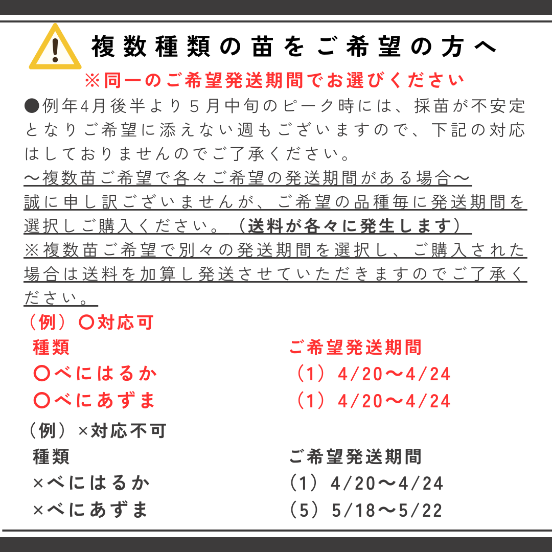 さつまいも苗(切り苗)1000本〜 大口対応農家向け ウィルスフリー苗 さつまいも苗(切り苗)1000本〜 大口対応農家向け ウィルスフリー苗