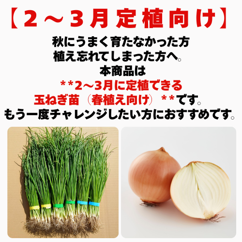 玉ねぎ苗 玉葱苗 タマネギ苗 2026年春 家庭菜園 初心者向け 育てやすい