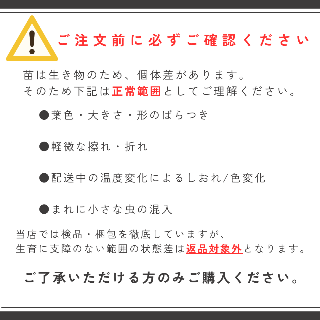 玉ねぎ苗 玉葱苗 タマネギ苗 2026年春 家庭菜園 初心者向け 育てやすい