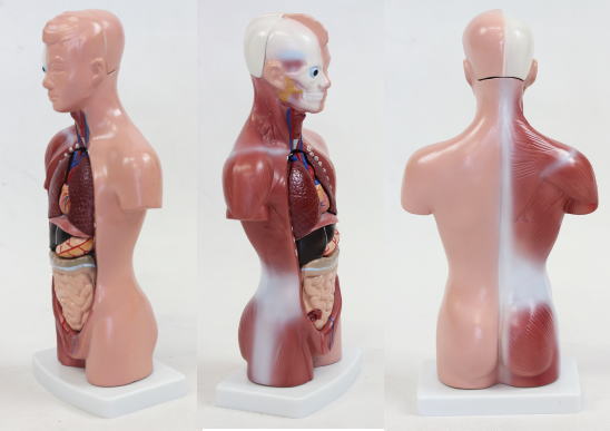 内臓模型 お腹の見える人体模型203 高さ28cm 15パーツ取り外し可 JK