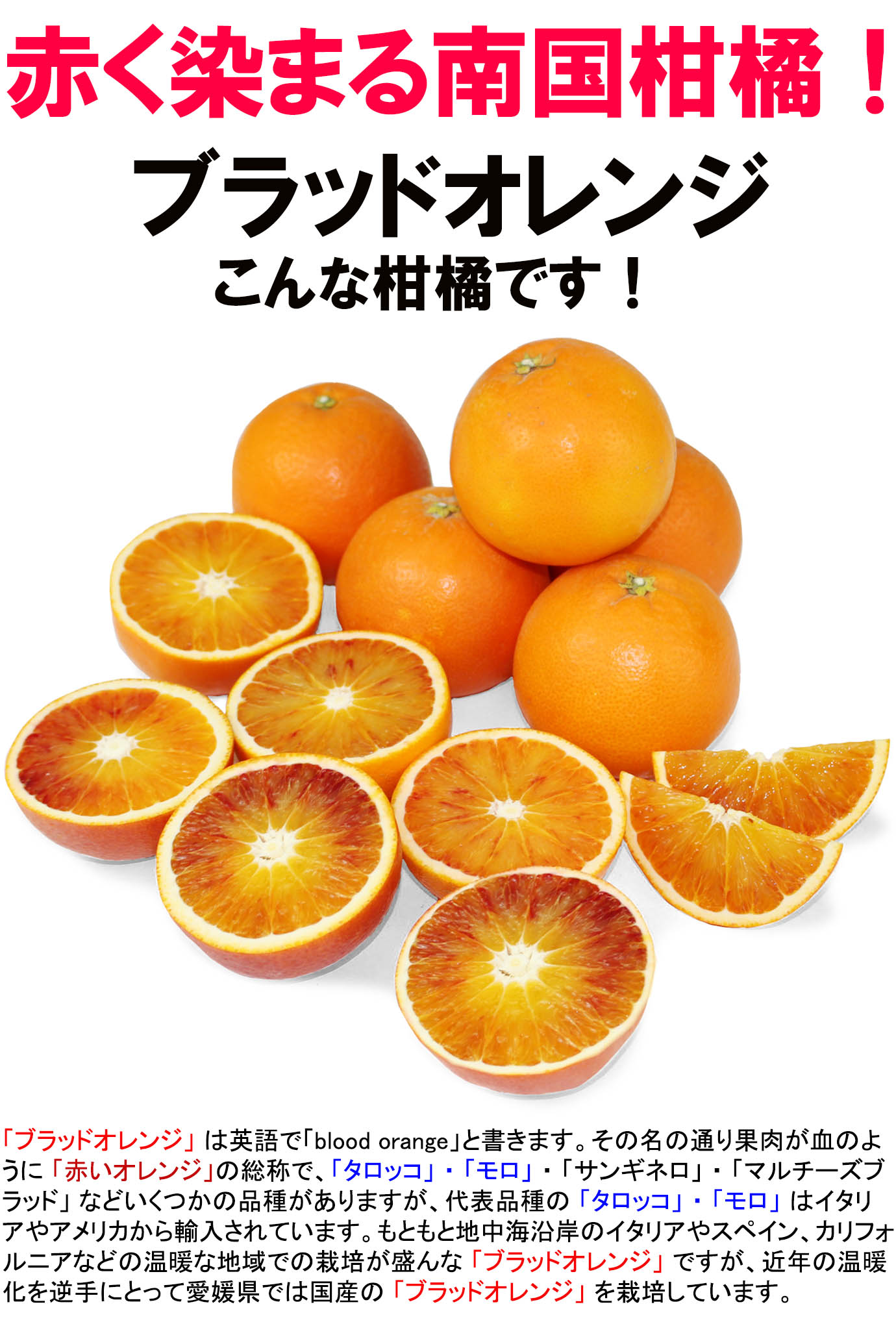 ��ɲ���������̼��� �֥�åɥ����