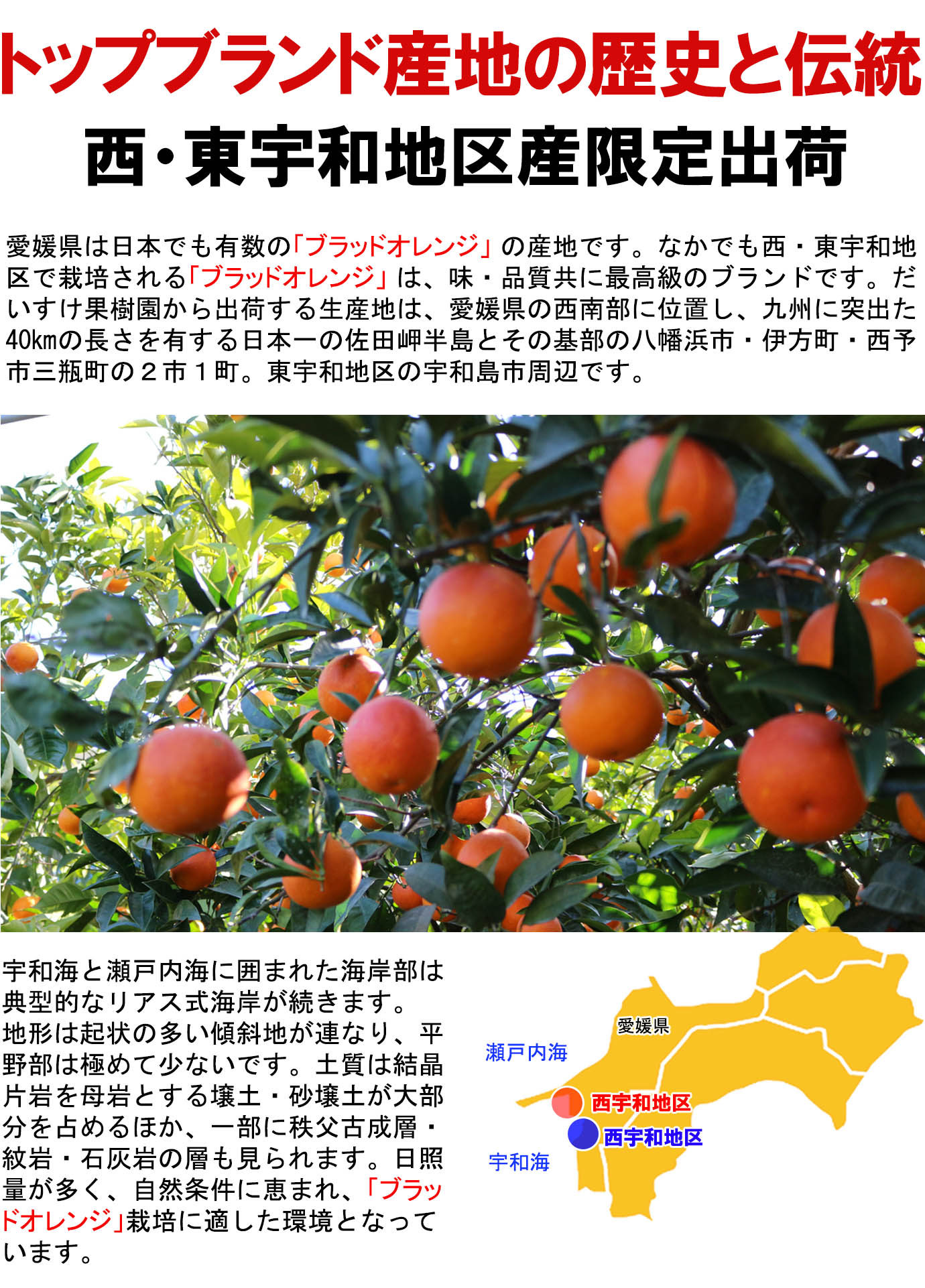 ��ɲ���������̼��� �֥�åɥ����