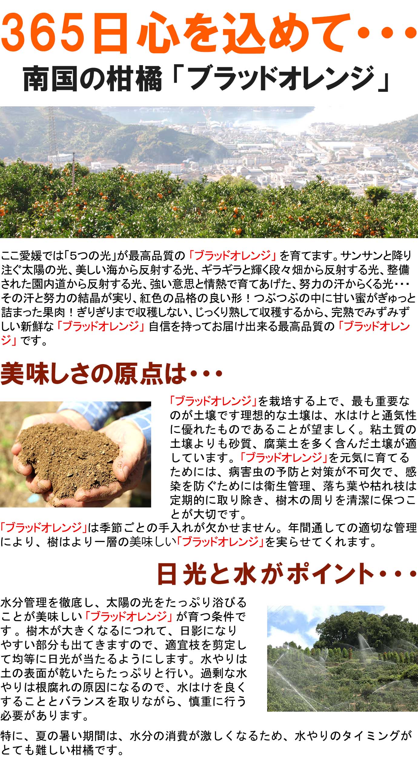 ��ɲ���������̼��� �֥�åɥ����