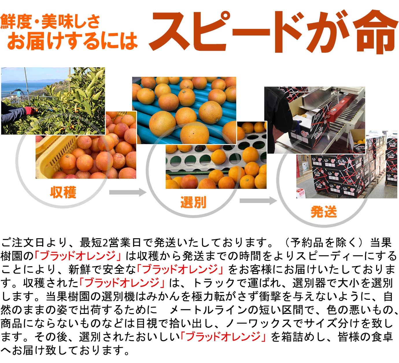 ��ɲ���������̼��� �֥�åɥ����