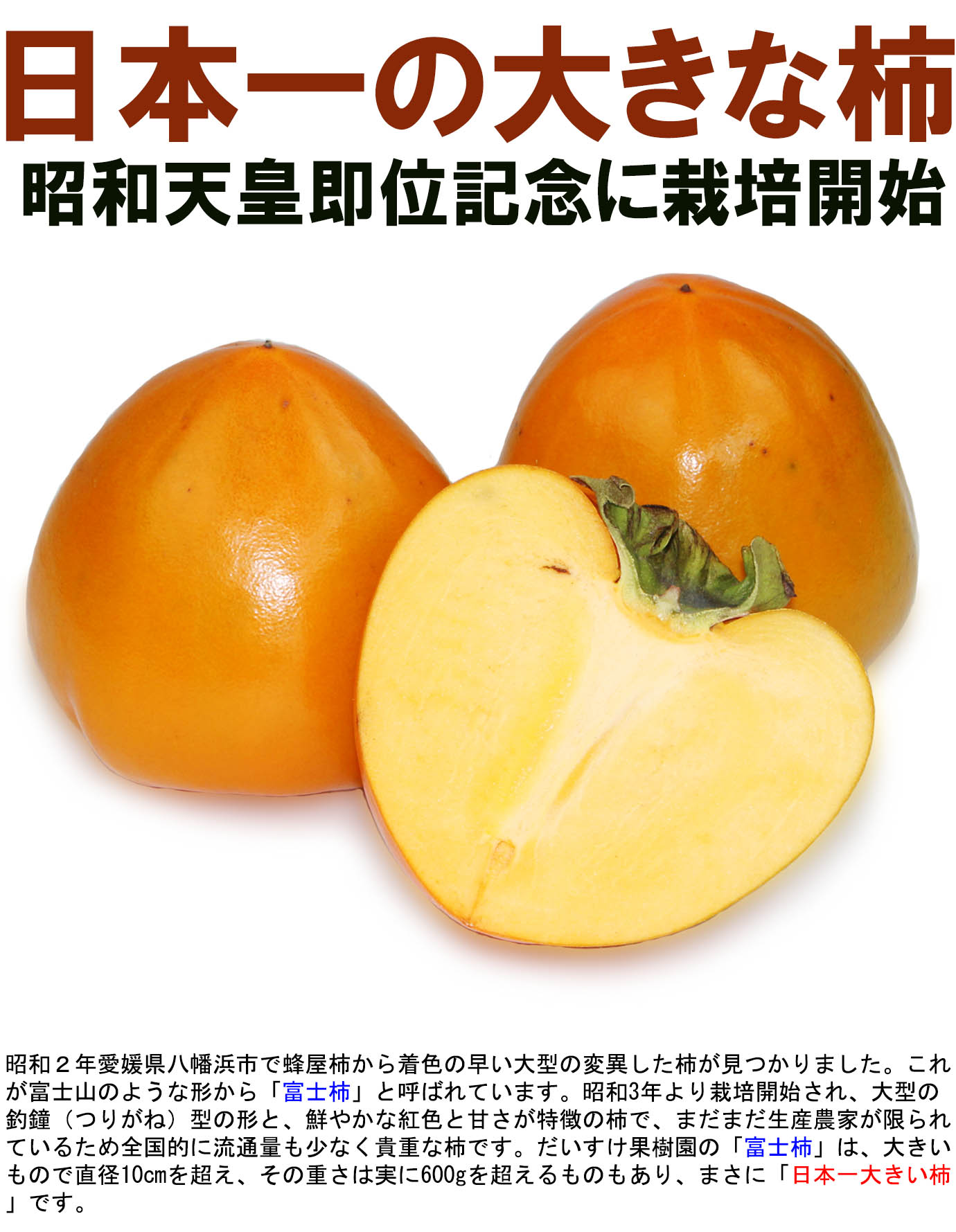 ��ɲ���������̼��� �ٻγ��ʤդ������� 