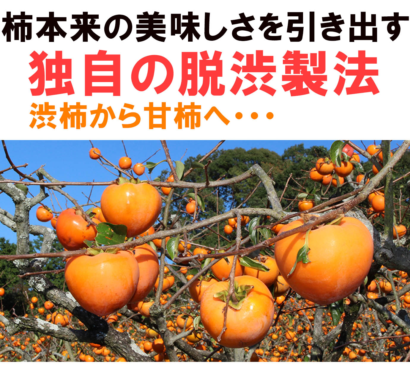 ��ɲ���������̼��� �ٻγ��ʤդ������� 