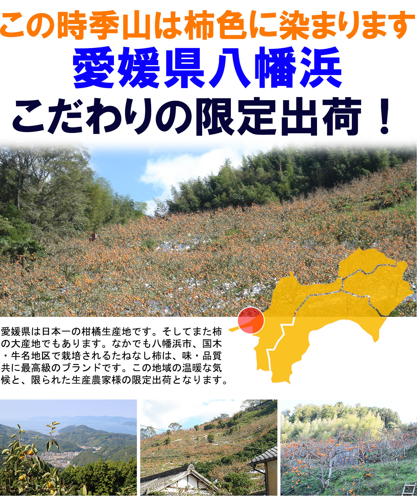 ��ɲ���������̼��� �ٻγ��ʤդ������� 