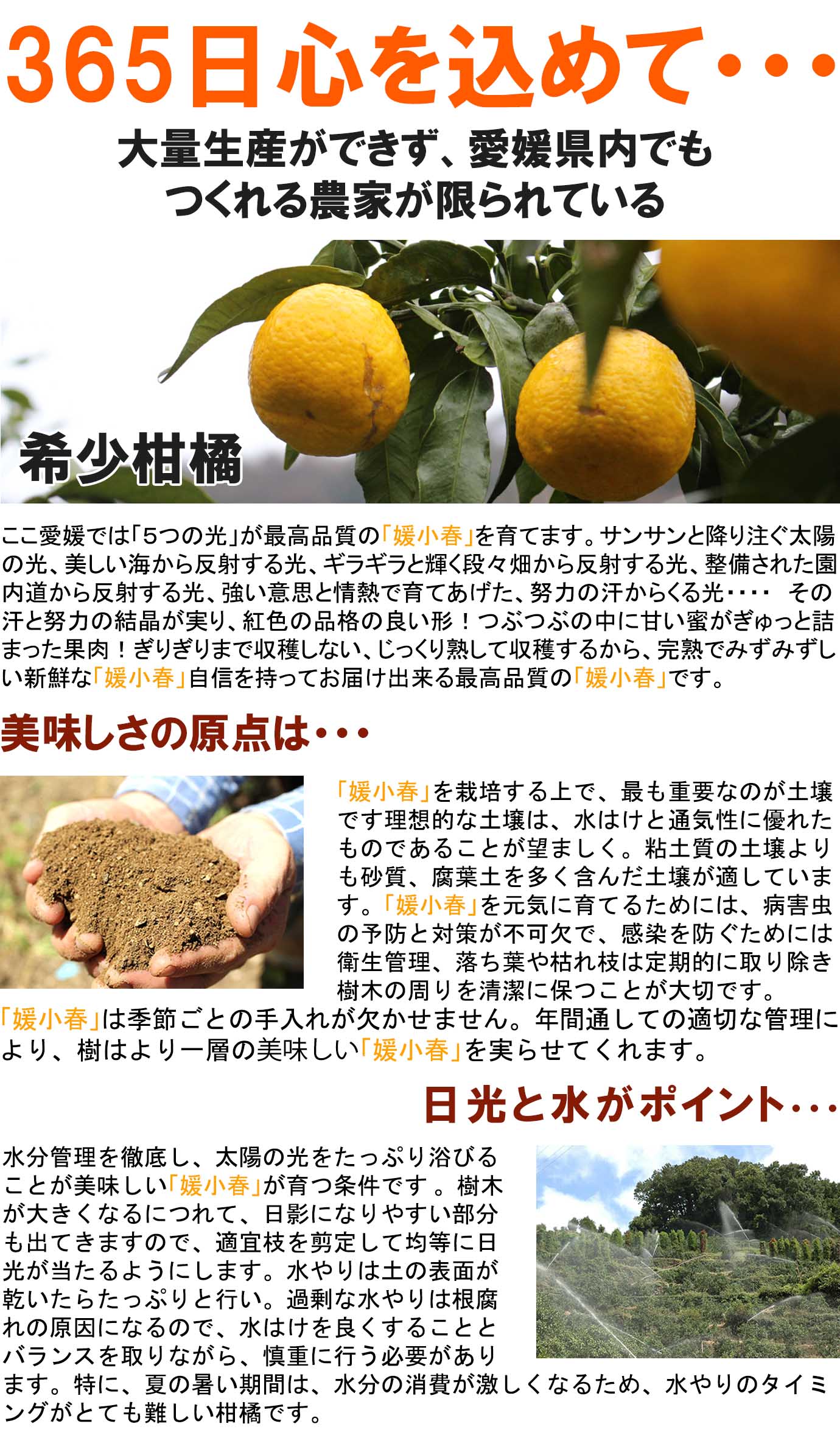 ��ɲ���������̼��� ɲ���աʤҤᤳ�Ϥ��