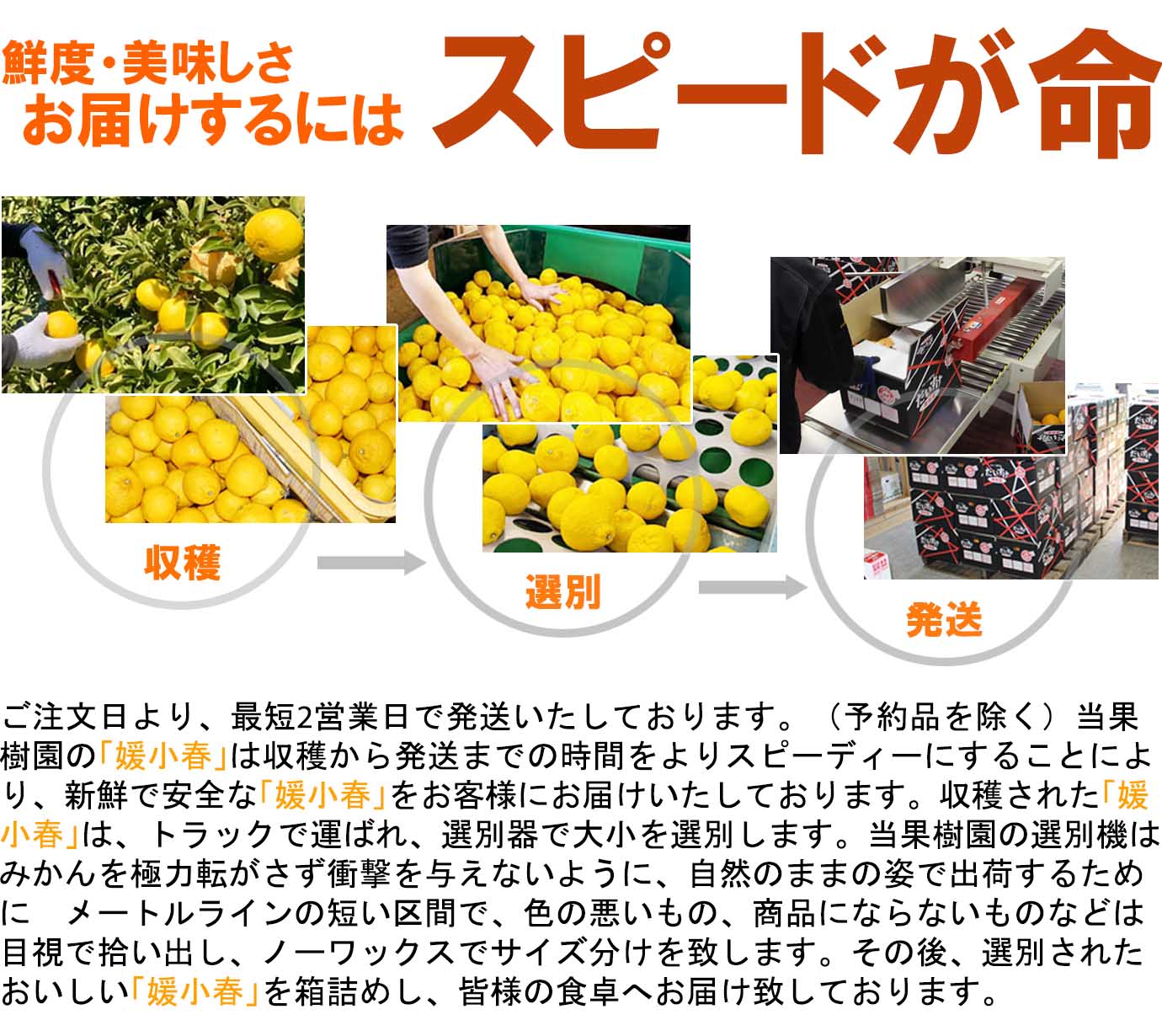 ��ɲ���������̼��� ɲ���աʤҤᤳ�Ϥ��