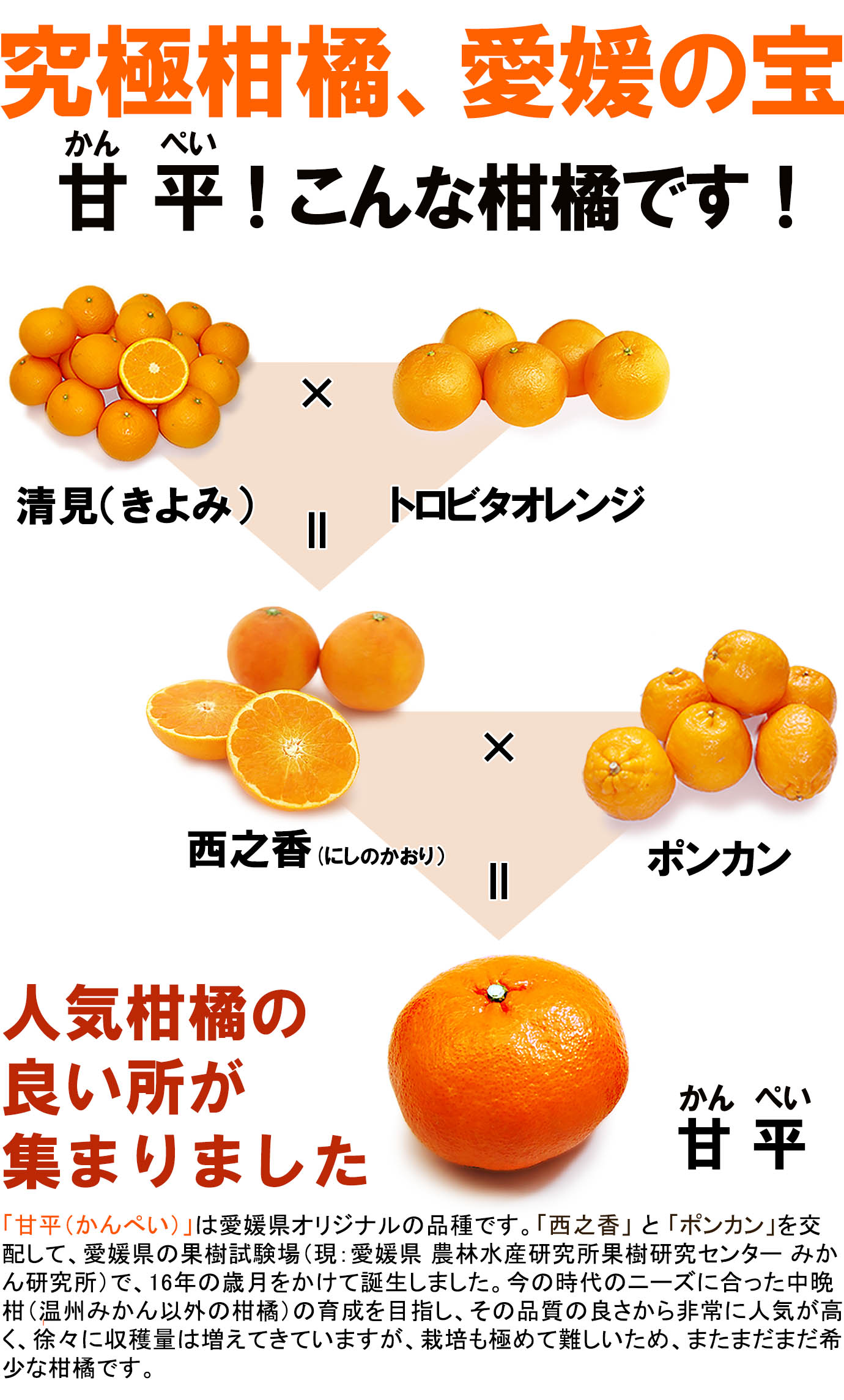 ��ɲ���������̼��� ��ʿ�ʤ���ڤ���