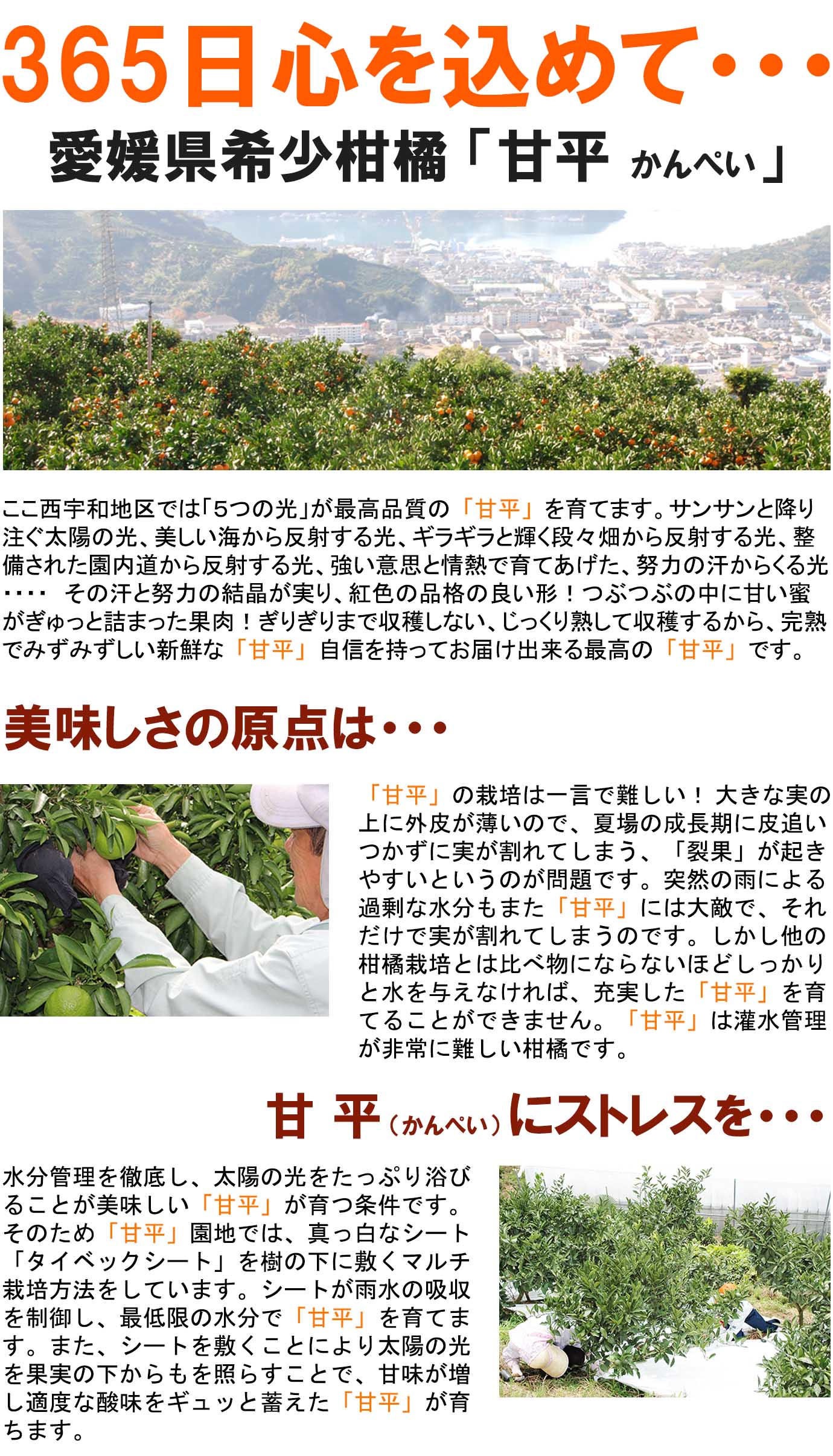 ��ɲ���������̼��� ��ʿ�ʤ���ڤ���