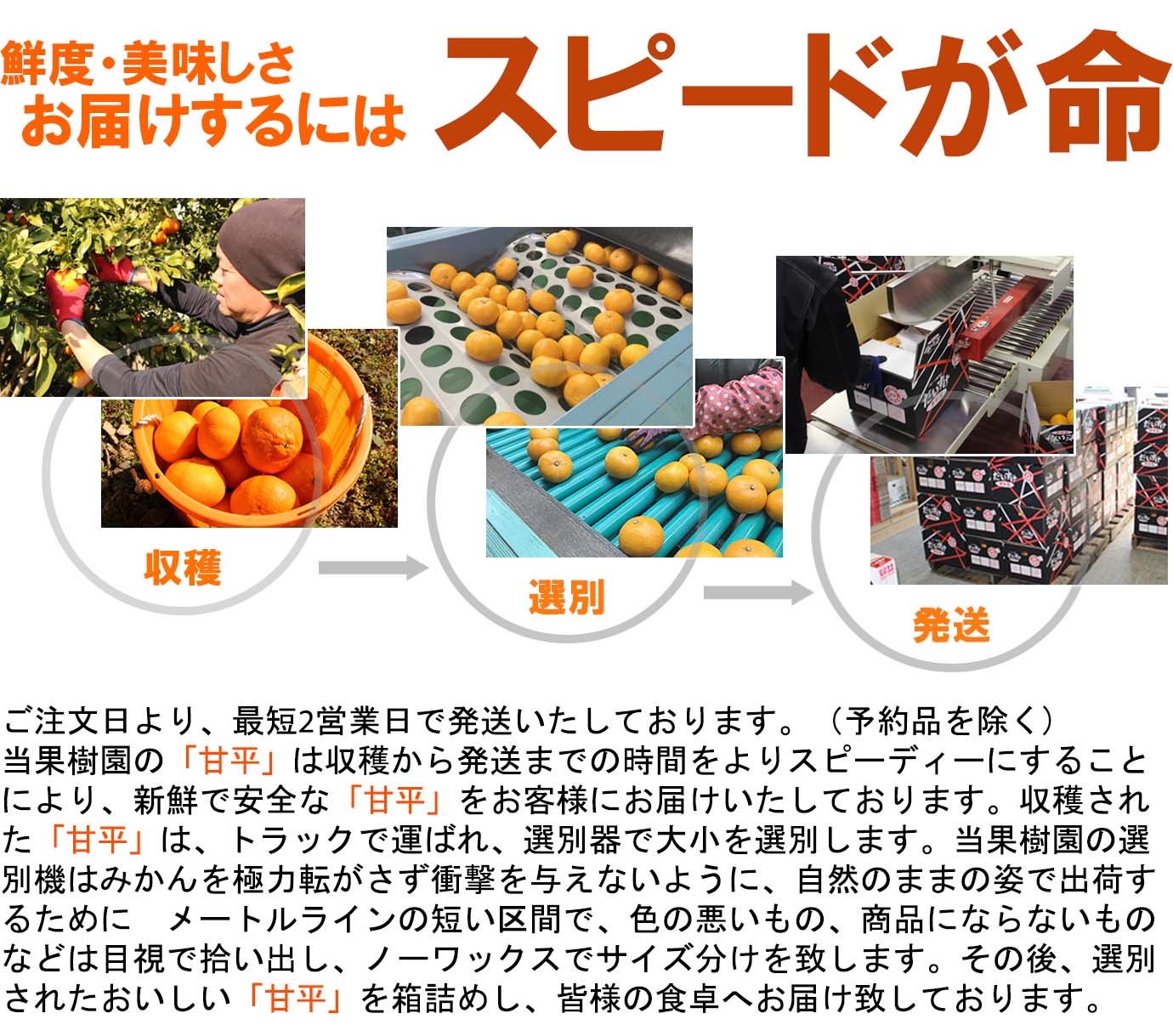 ��ɲ���������̼��� ��ʿ�ʤ���ڤ���