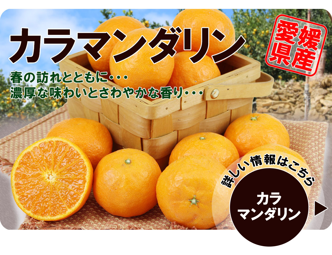 愛媛県産 カラマンダリン