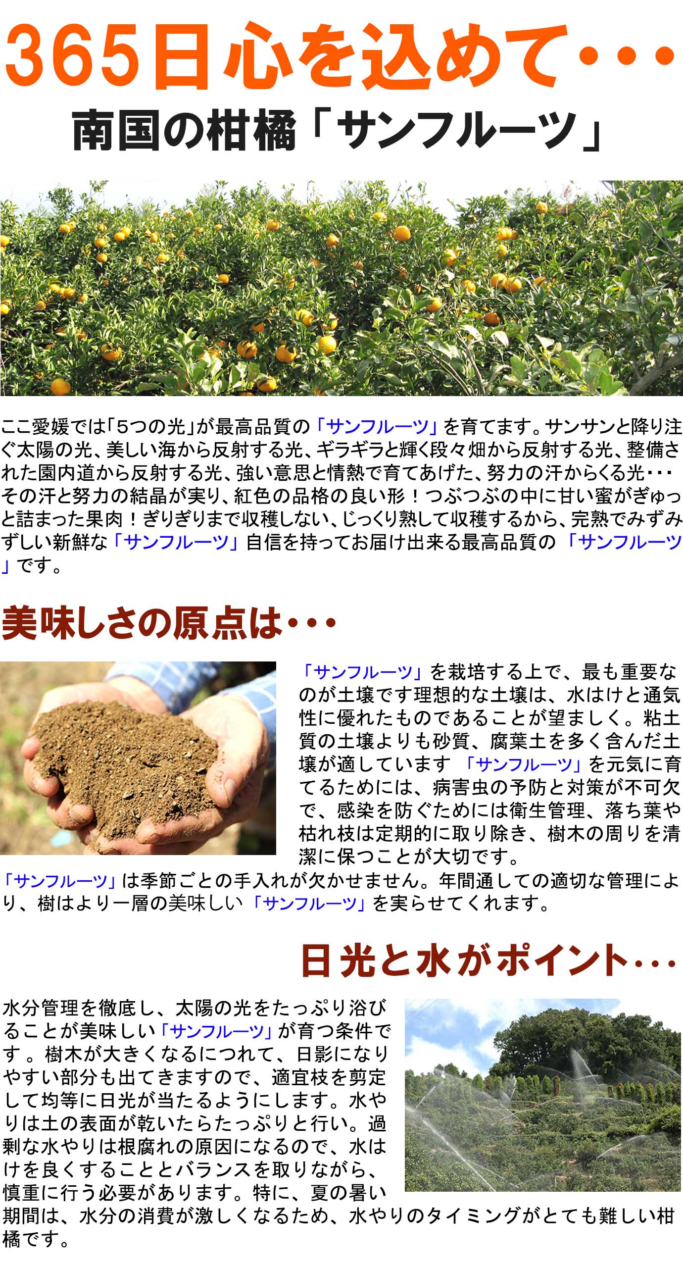 ��ɲ���������̼��� ����ե롼��