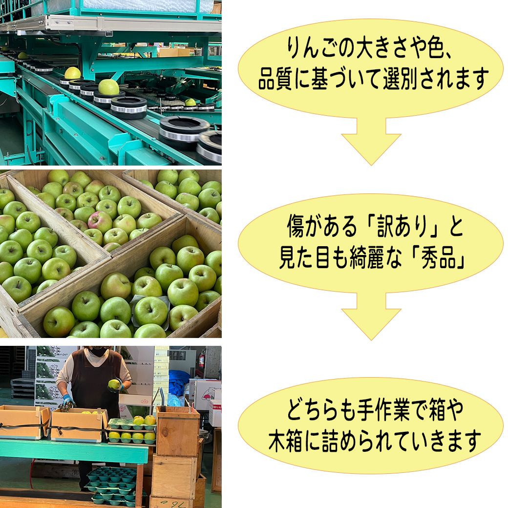 テレビで紹介された りんご 訳りんご 林檎 リンゴ 10kg 青森県産