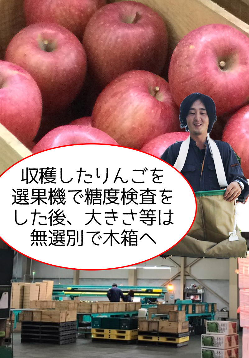 22.青森県産りんご サンふじ ぐんま名月箱込み約4kg - 果物