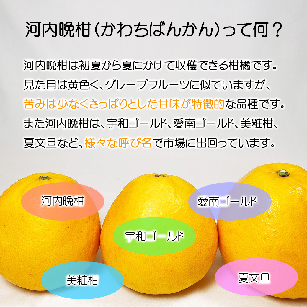 河内晩柑 宇和ゴールド 10kg箱 美粧柑 夏文旦 愛南ゴールド 訳×訳 産地