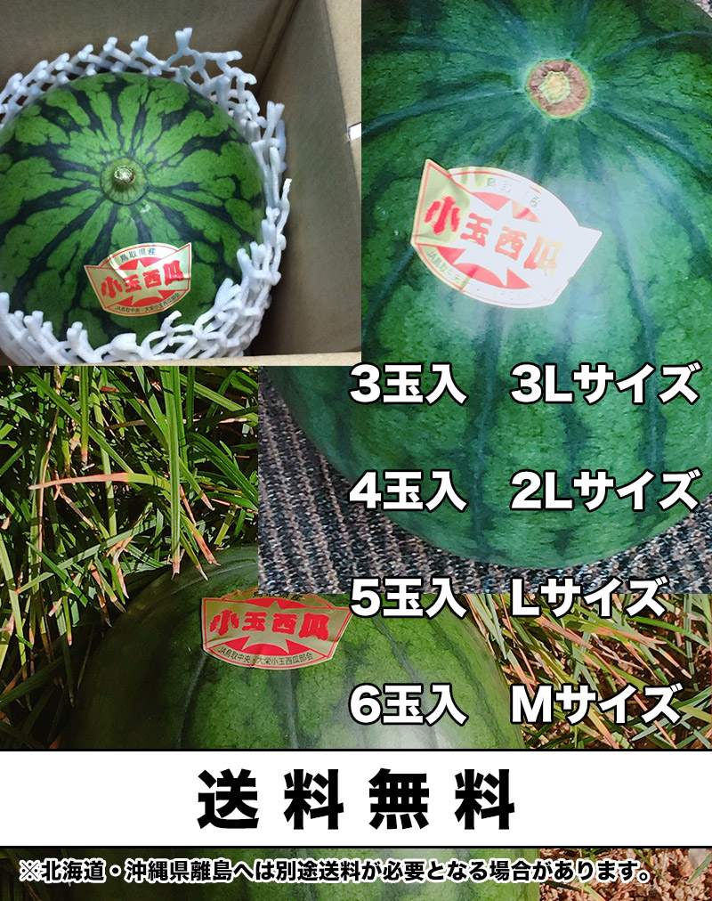 すいか スイカ 鳥取県産 大栄 小玉西瓜 2Lサイズ 4玉入 送料無料