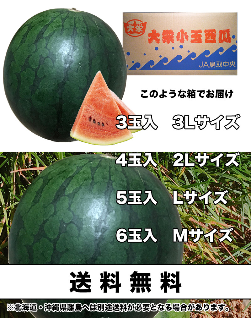 すいか スイカ 鳥取県産 大栄 黒小玉西瓜 3Lサイズ 1玉入 2.8kg