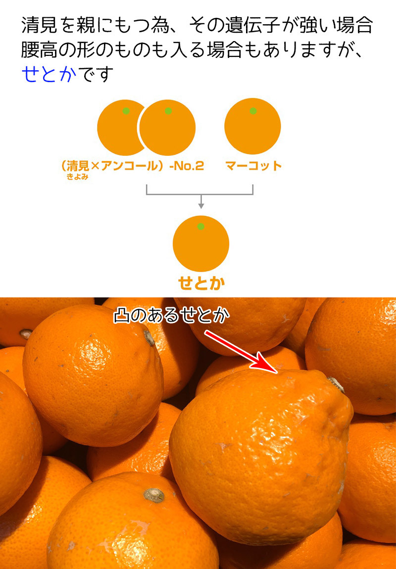 せとか みかん 訳あり 送料無料 柑橘の大トロ 愛媛県 せとか Lサイズ