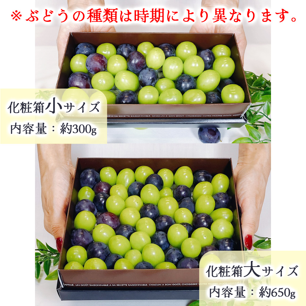 ぶどう フルーツギフト きらめきギフト 650g 化粧箱入 ぶどうの